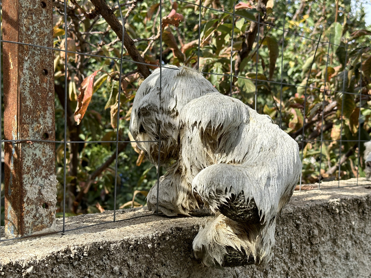 Dead Teddy Bear at the Fence