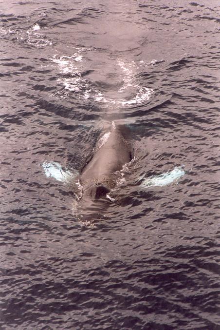 Humpback Whale with its white flippers