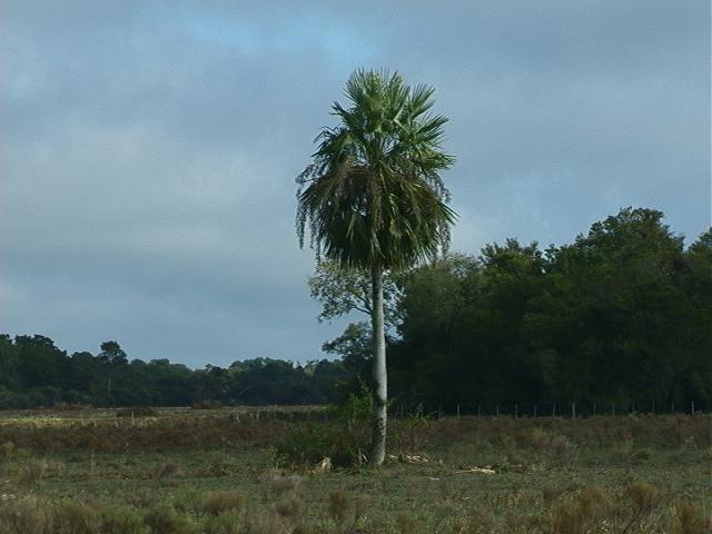 Palma Blanca