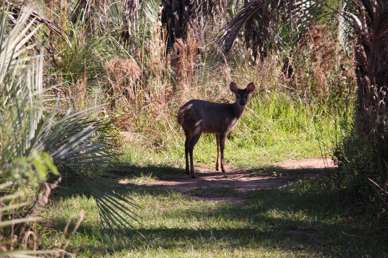 Guazuncho - Deer