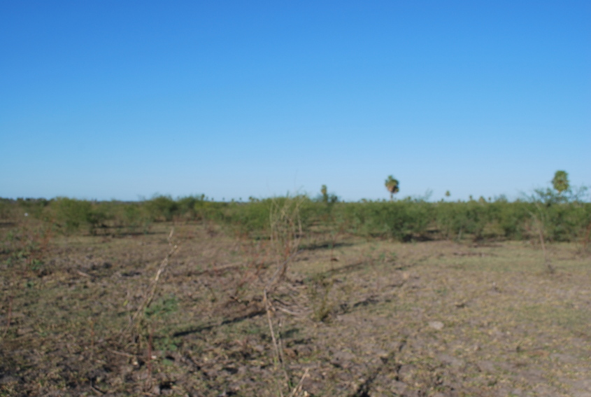 General view at 100 meters