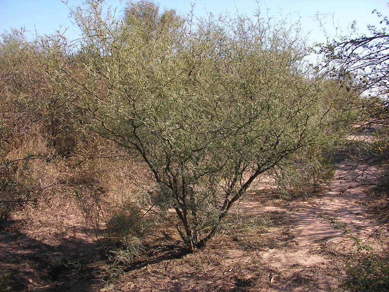 Vista de la vegetación. Vegetation conditions