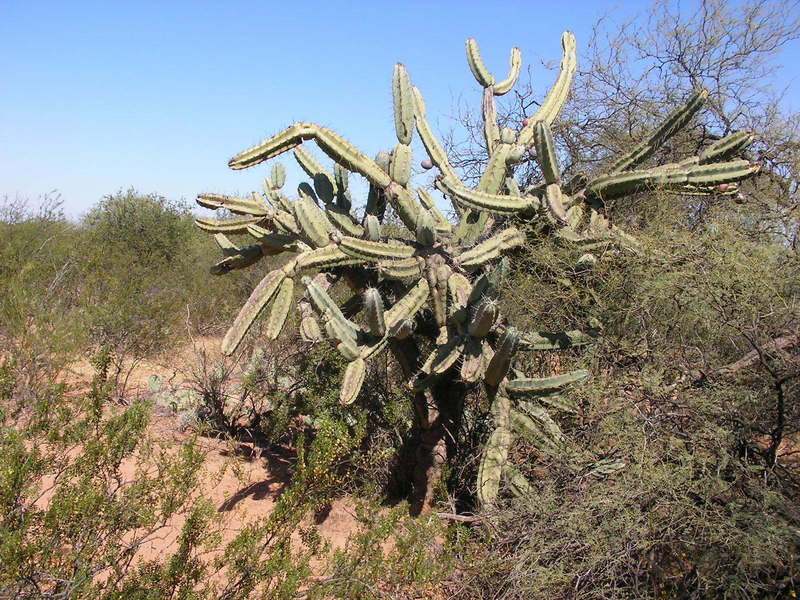 Vista de la vegetación. Vegetation conditions