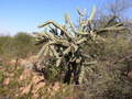 #6: Vista de la vegetación. Vegetation conditions