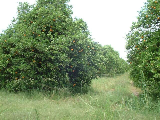 oranges close to the confluence