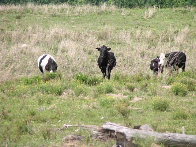 the chief of the herd is standing exactly on the confluence