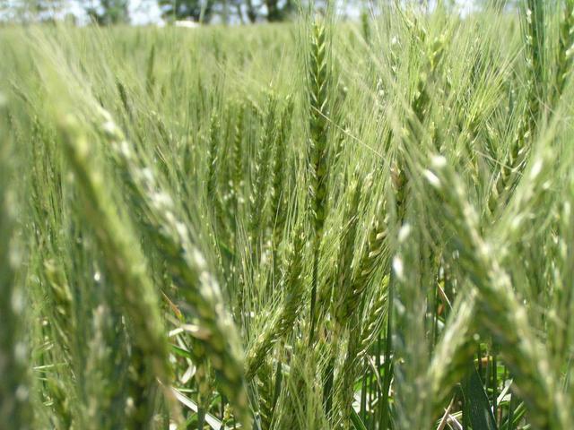 wheat on the confluence