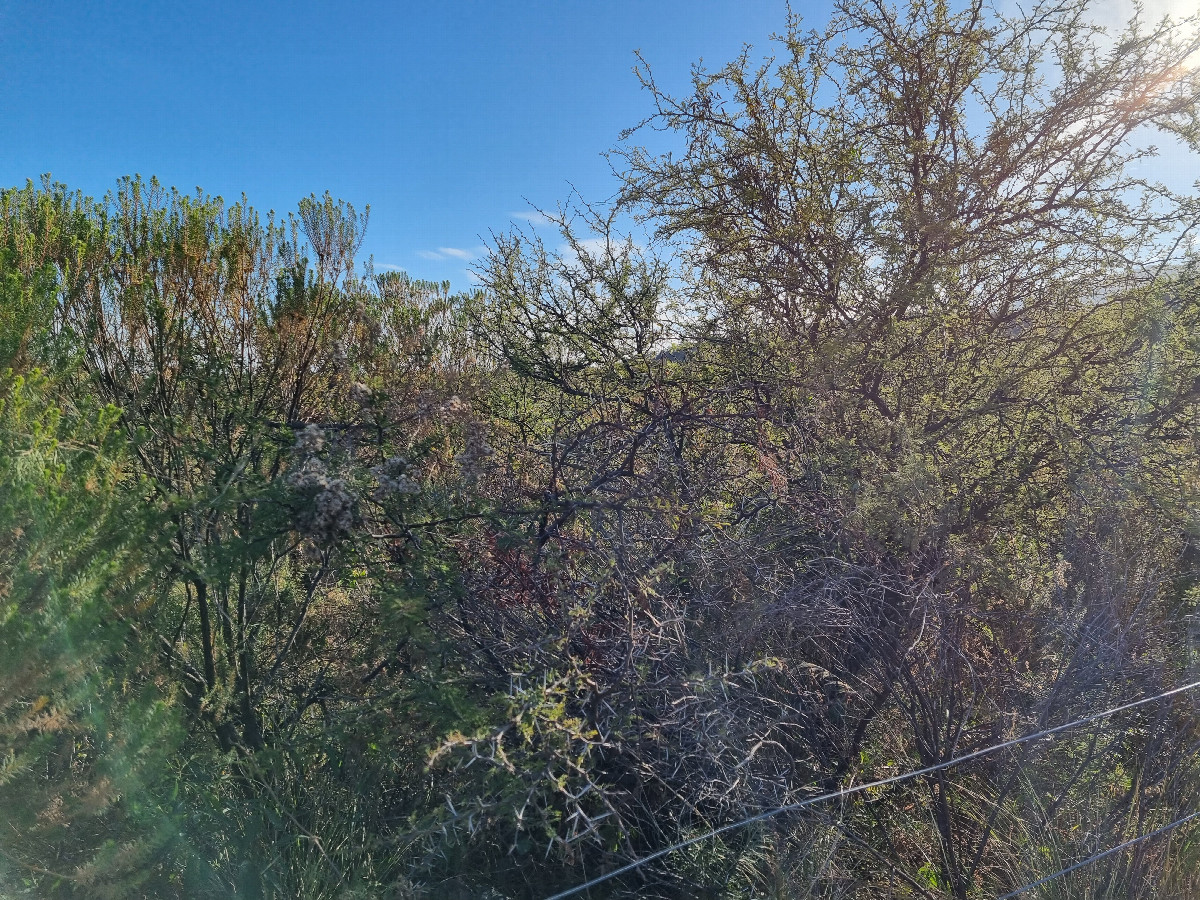 Vista hacia el norte - View toward the north