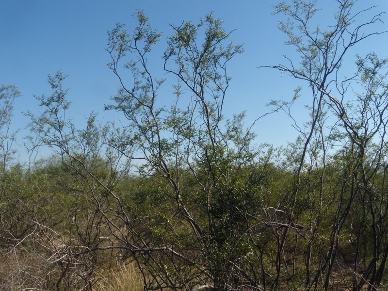 Vista hacia el Norte - View to the North