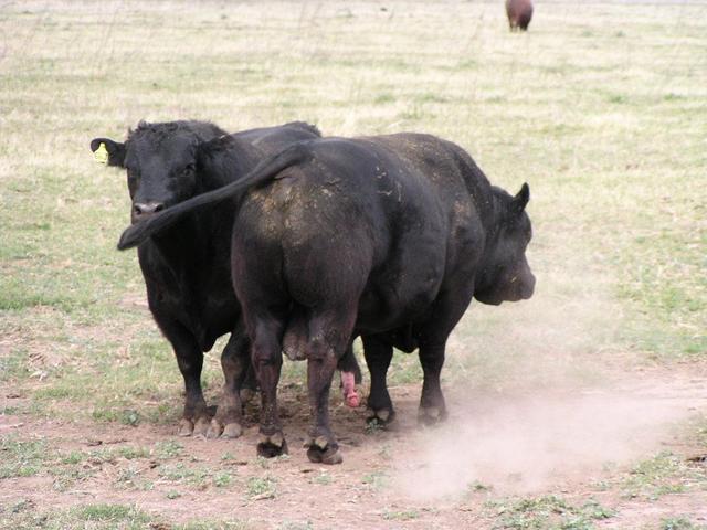 bulls at the confluence, looking west