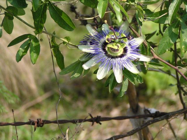 passion flower