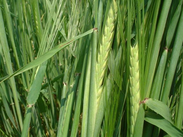 a wheat plant