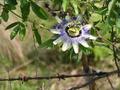 #4: passion flower