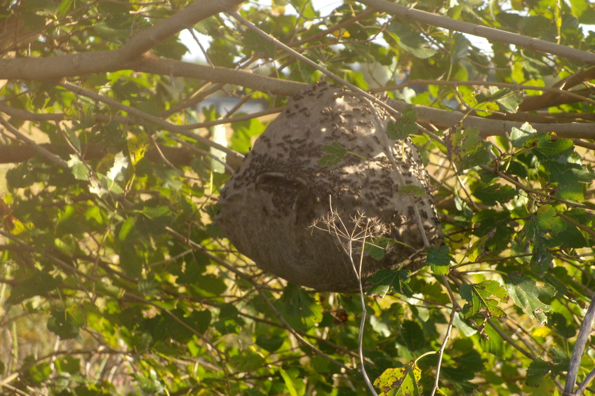 Custodios del acceso la confluencia. Bees in charge to access CP