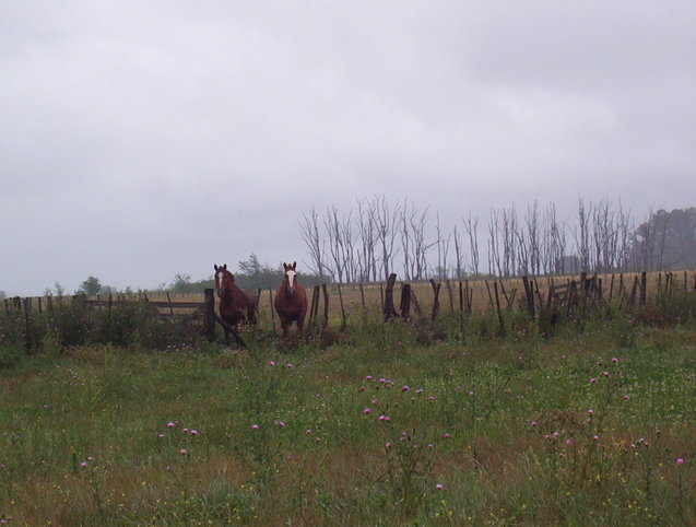 Caballos curiosos