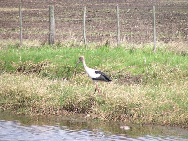 a stork on route nr. 188