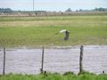 #4: a heron flying along route nr. 188