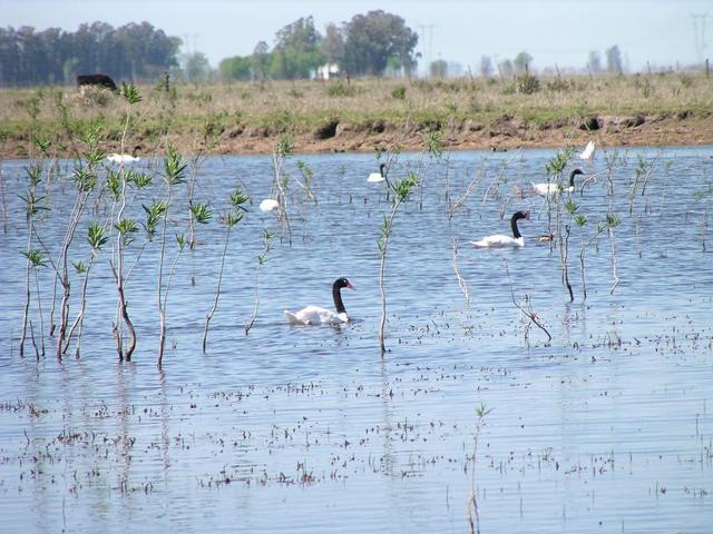 swans on a small lake on the Route Nr.