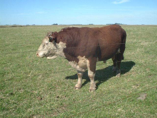 Bull near the confluence...