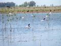 #4: swans on a small lake on the Route Nr.