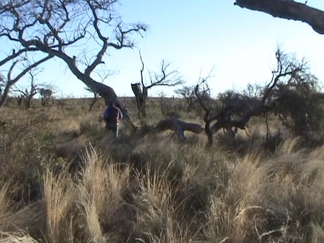 Caminado en el monte