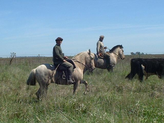 Argentine gauchos