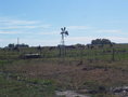 #8: Molino roto y vacas pastando. Broken mill and grazing cows