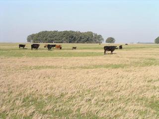 #1: Bulls at the confluence, view to South