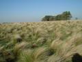 #8: Pampa grass