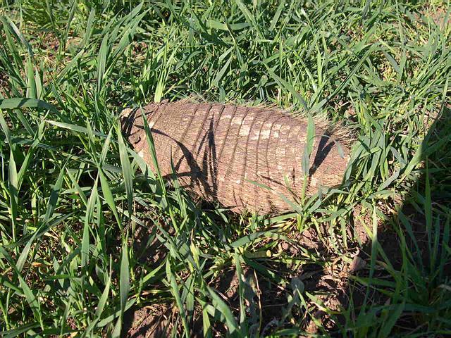 Una "mulita" (pequeño armadillo) en las cercanías de la confluencia