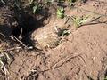 #8: La "mulita" metiendose en su cueva cavada en la tierra.