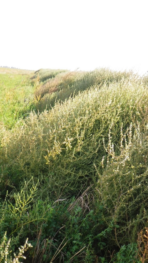 Cerco de terribles abrojos. Burrs fence