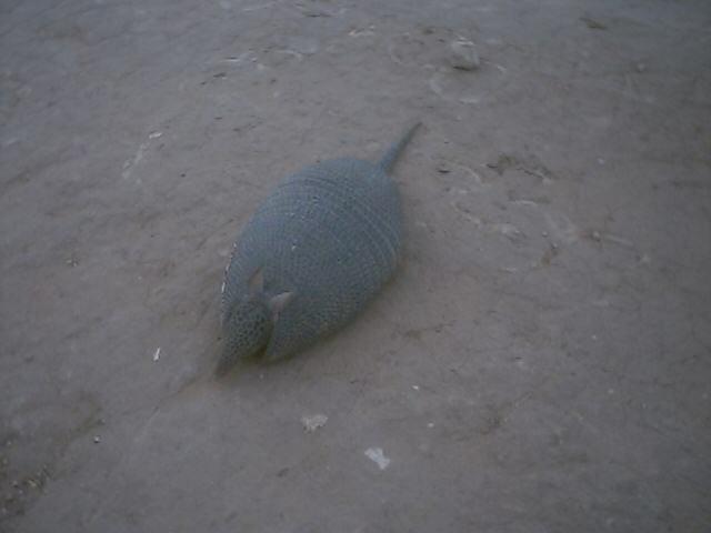 Peludo o armadillo