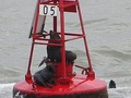 #6: Seals at Bahía Blanca