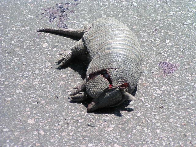 an armadillo killed by a car