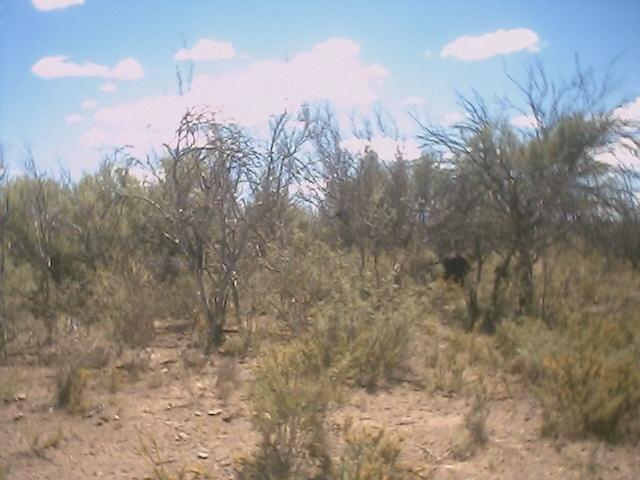 Cows on the bush