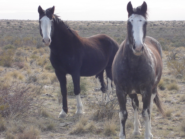 Horses