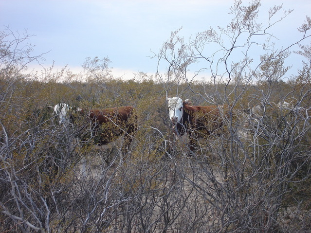 Amazed cows