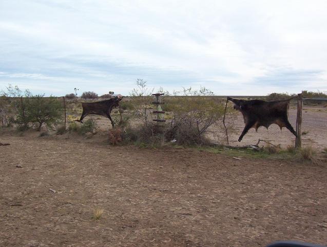 Chanchos