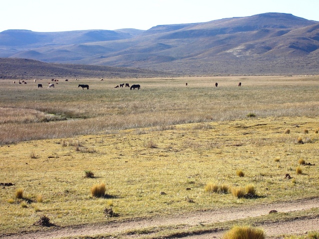 Tipico mallÍn