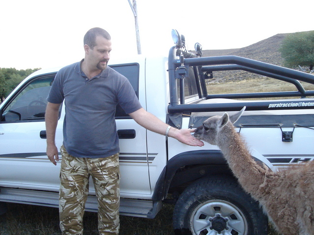 Guanaco amistoso - "Guanaco" friendly