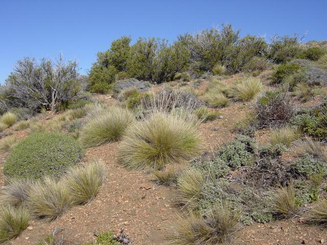 General view of the confluence area showing native vegetation