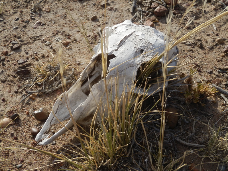 Skull seen during the hike