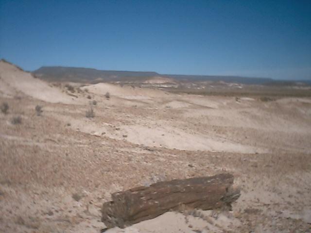 Arboles petrificados