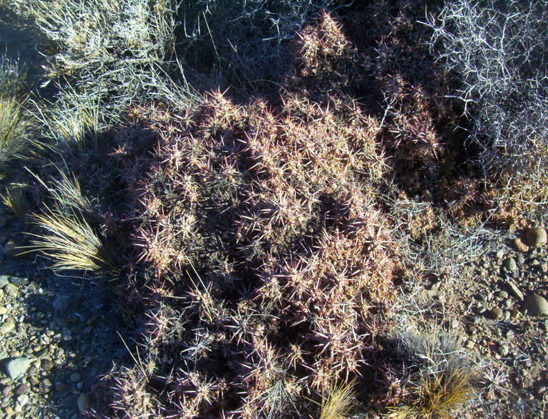 Arbusto muy espinoso. Thorny bushes