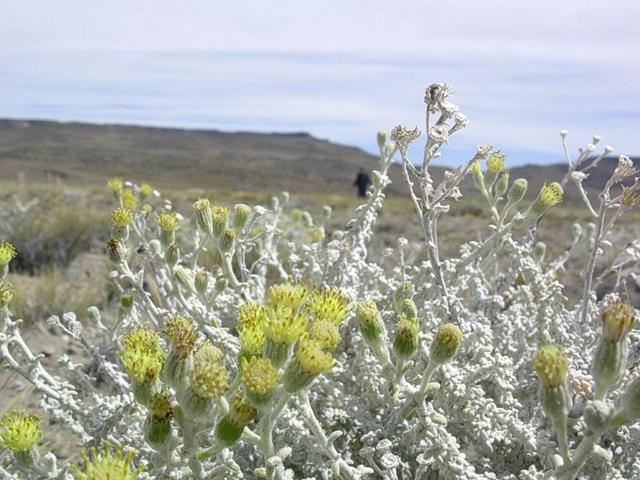 Vegetacion típica - Typhical vegetation