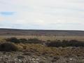 #9: Guanacos near CP: Common animal in Patagonia