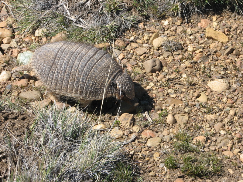 Poblador de la confluencia - Inhabitant of the confluence