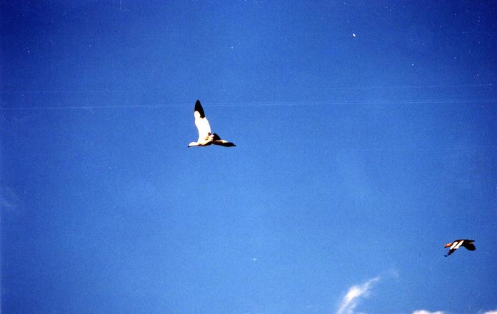 Upland Geese