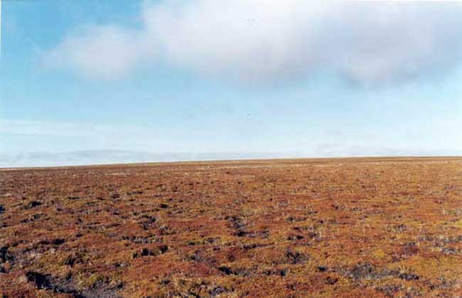 south view from the confluence